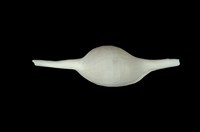 藏品(長菱角螺)的圖片